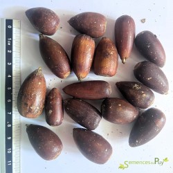 Graines de Quercus chrysolepis par Semences du Puy