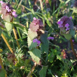 Lamium purpureum - Semences du Puy