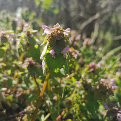 Lamium purpureum - Semences du Puy