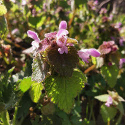 Lamium purpureum - Semences du Puy